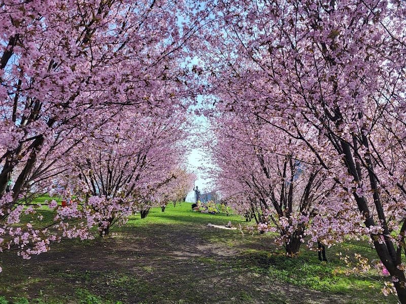 Park Sakur im. Chiune Sugihary, atrakcja w Wilnie