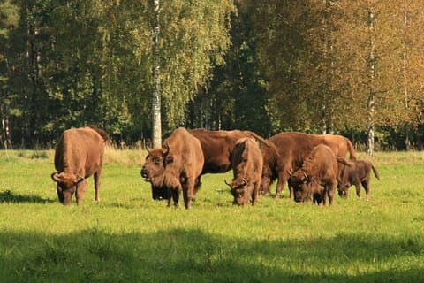 Lithuania Countryside Experience Lin Livres interdits Nature, pramoga Vilniuje