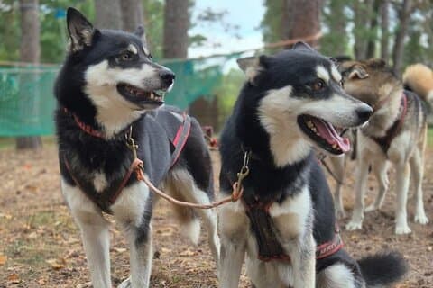 Trekking z husky w Parku Przyrody koło Wilna, pramoga Vilniuje